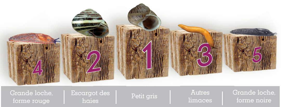 Podium des 5 espèces les plus fréquentes