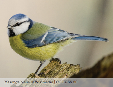 Mésange bleue