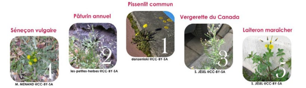 Podium des 5 espèces de plantes sauvages les plus fréquentes 
