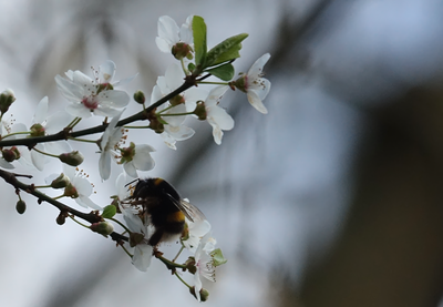 bourdon sur fleur de prunus