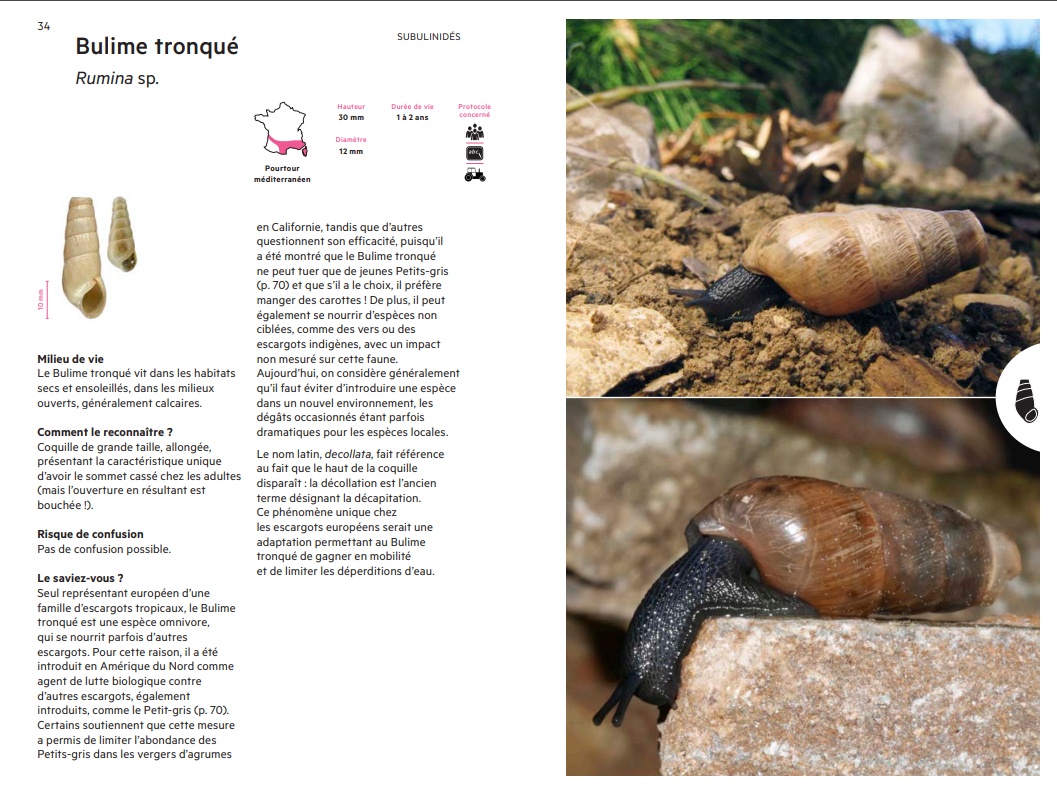 Planche espèce escargot - bulime tronqué