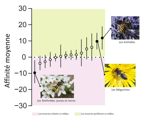 Graphique de l'affinité moyenne pour le milieu urbain des 14 taxons d’Hyménoptères les plus fréquents.