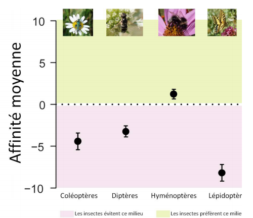 Graphique de l'affinité pour le milieu urbain des quatre ordres d’insectes pollinisateurs.
