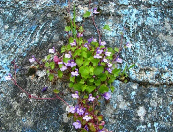 Cymbalaire des murailles
