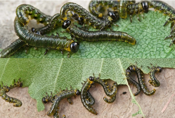 Larves de tanthrèdes se nourrissant d'une feuille.