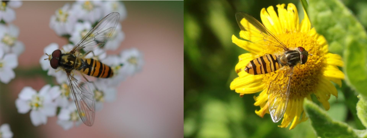 mâle femelle syrphe