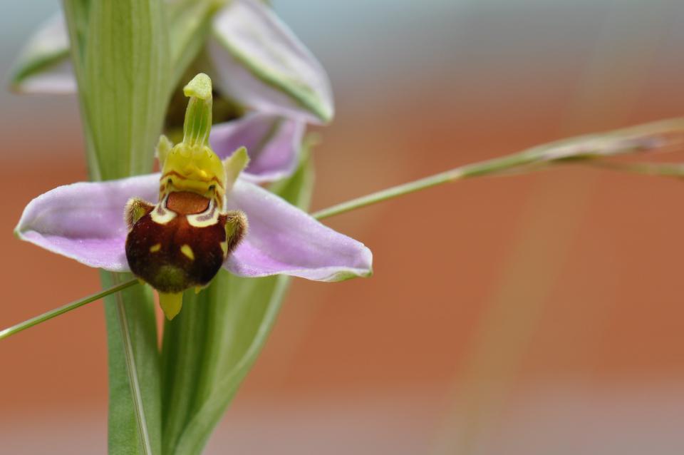 Ophrys abeille