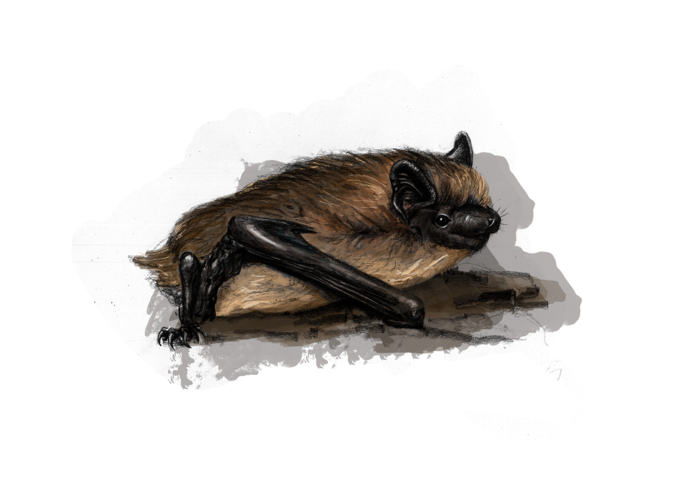 pipistrelle commune