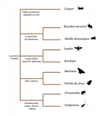 Classification en arbre