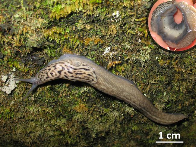 Imade d'une grande limace