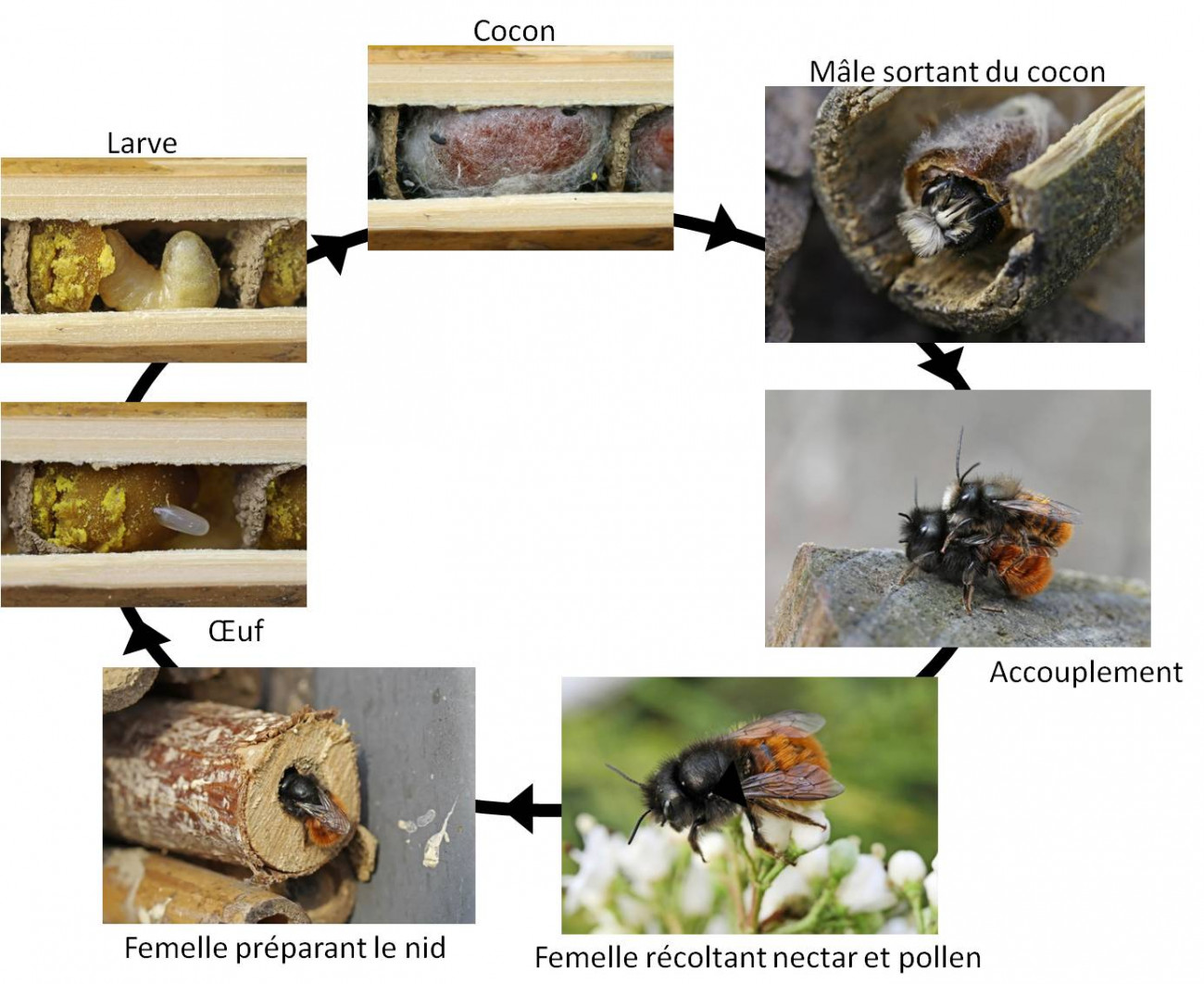 Cycle de vie de l'Osmie cornue en 7 étapes de développement