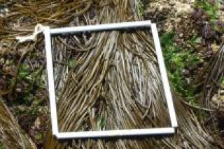 Photographie d'un quadrat sur des Himanthales