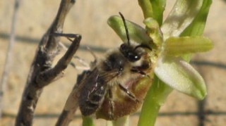 Photographie d'une abeille à thorax roux sur Ophrys