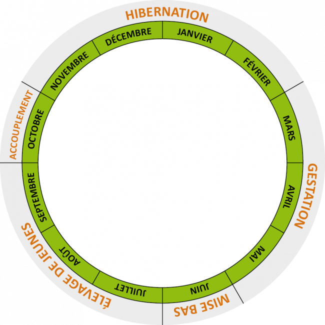 cycle de vie chauves-souris : hibernation, gestation, mise bas, élevage des jeunes, accouplement