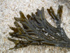 Fucus ceranoides