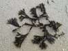 Fucus ceranoides
