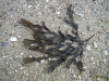 Fucus serratus