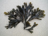 Fucus spiralis