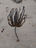 Laminaria digitata