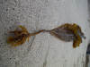 Saccharina latissima