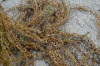 Sargassum muticum