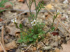 Cardamine hérissée
